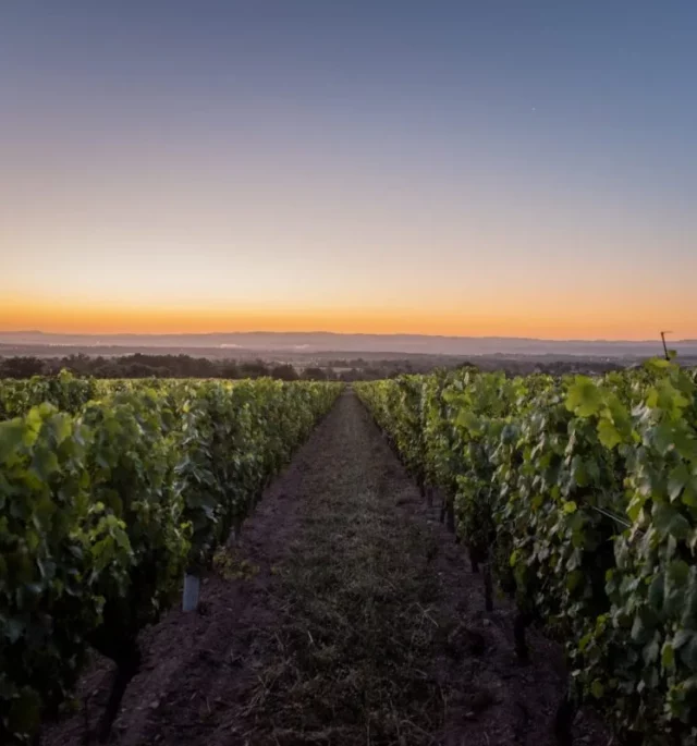 LES VIGNES DE LA CÔTE ROANNAISE